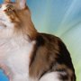Dancingcat Lucky3 Dancingcat Lucky3
